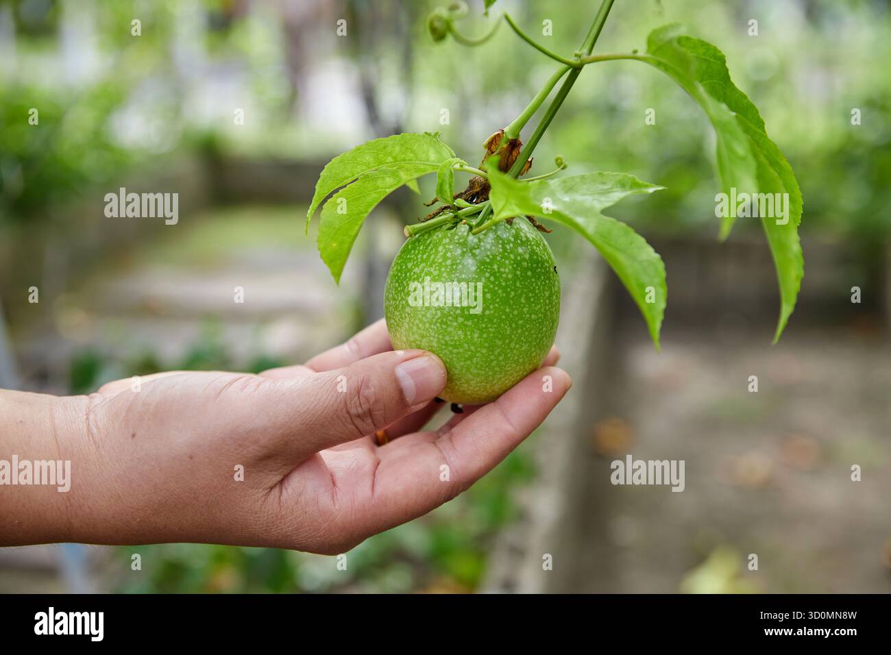Main agricole touchant le fruit de la passion sur la vigne Banque D'Images