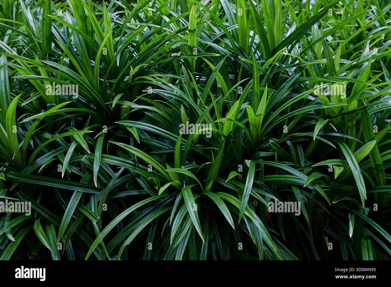 Photo plein format de feuilles de Pandan fraîches sur le terrain Banque D'Images