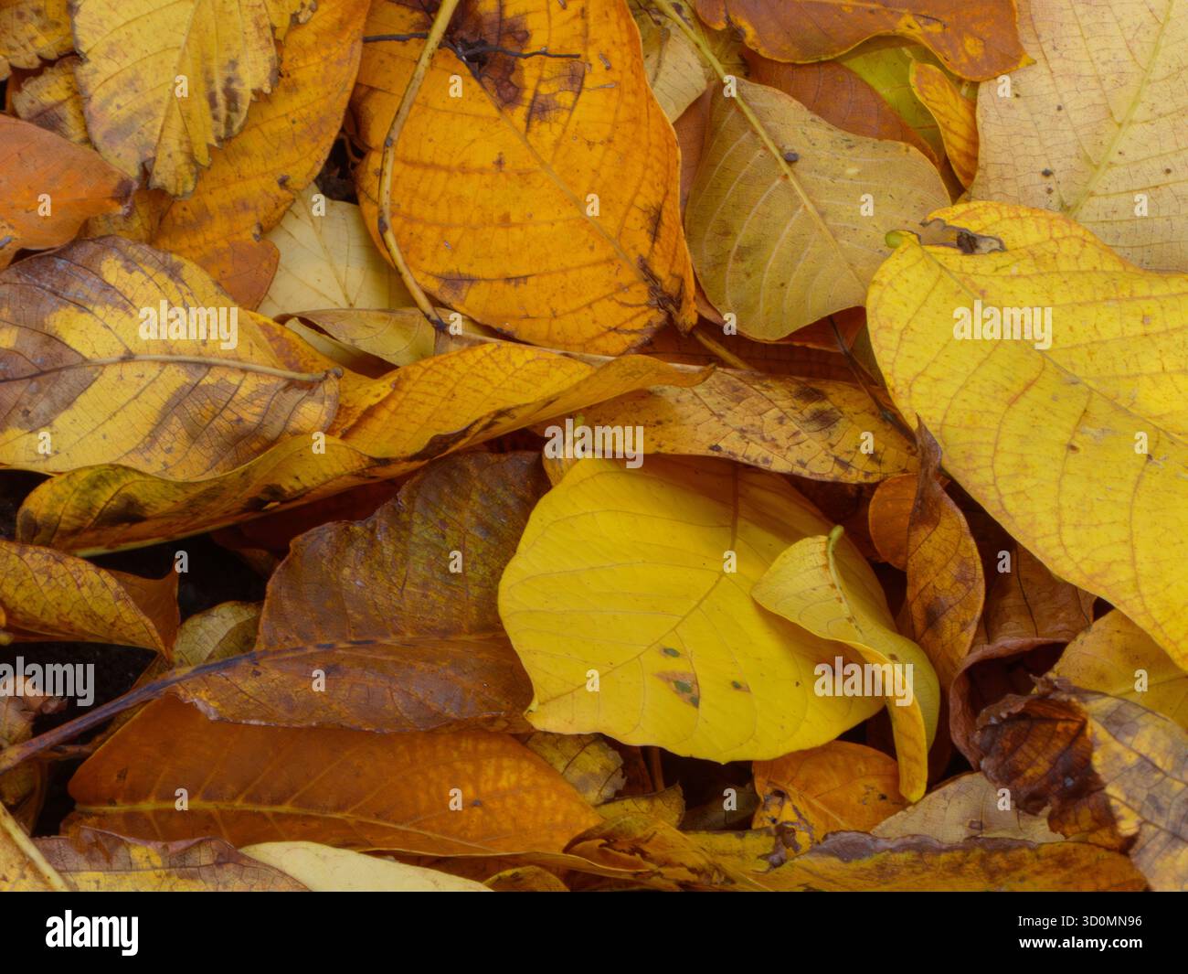 Riche pile de feuilles d'automne dorées et brunes Banque D'Images