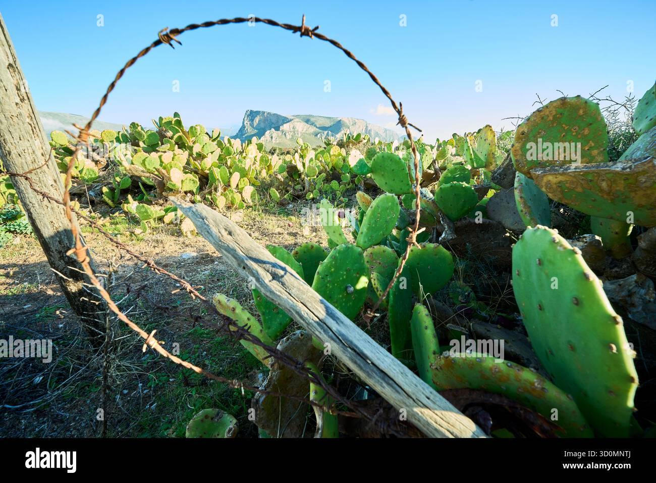Champ sicilien avec des poires de barbarie, Sicile Banque D'Images