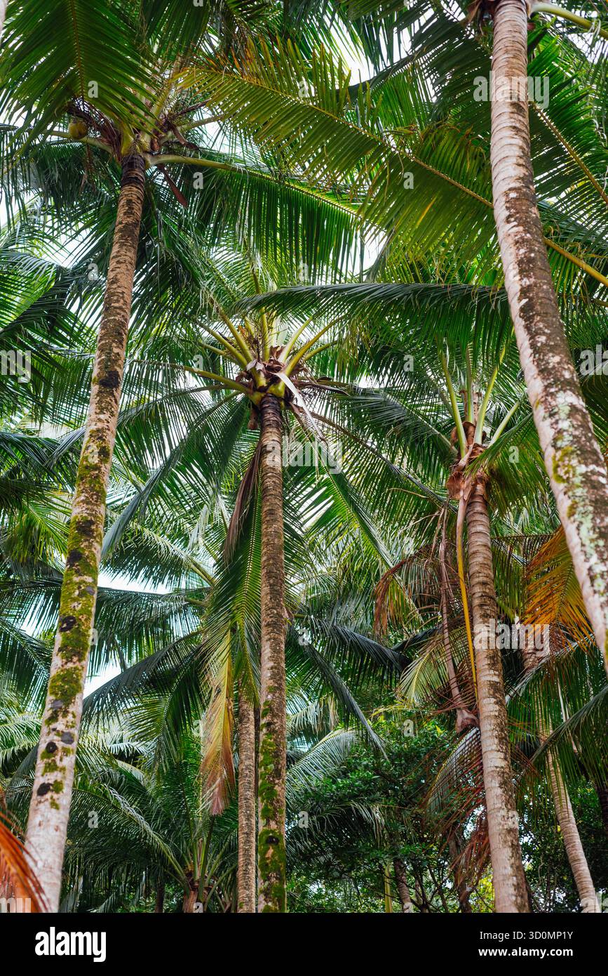Cocotiers palmiers à Banana Beach, Choeng Thale, Phuket, Thaïlande Banque D'Images