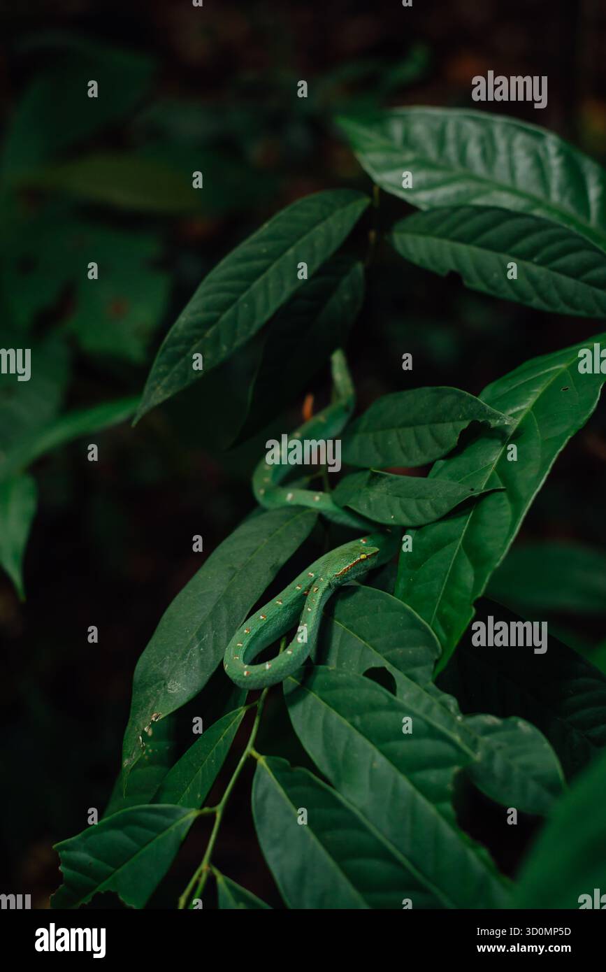 Green Pit Viper sur les feuilles dans la jungle, Kathu, Phuket, Thaïlande Banque D'Images