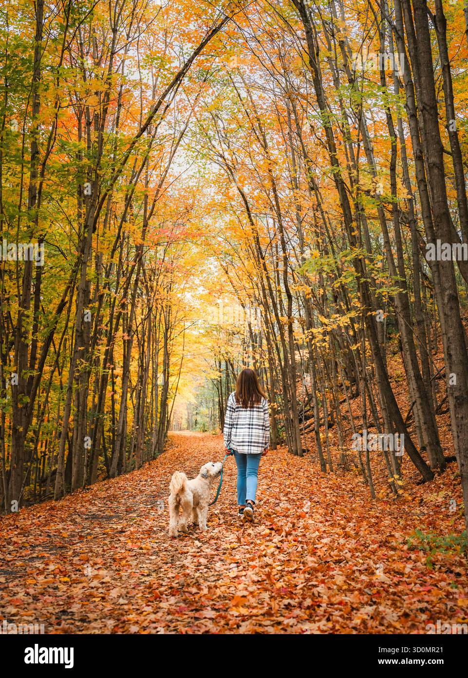 Femme et chien marchant sur le sentier boisé le jour d'automne par derrière. Banque D'Images