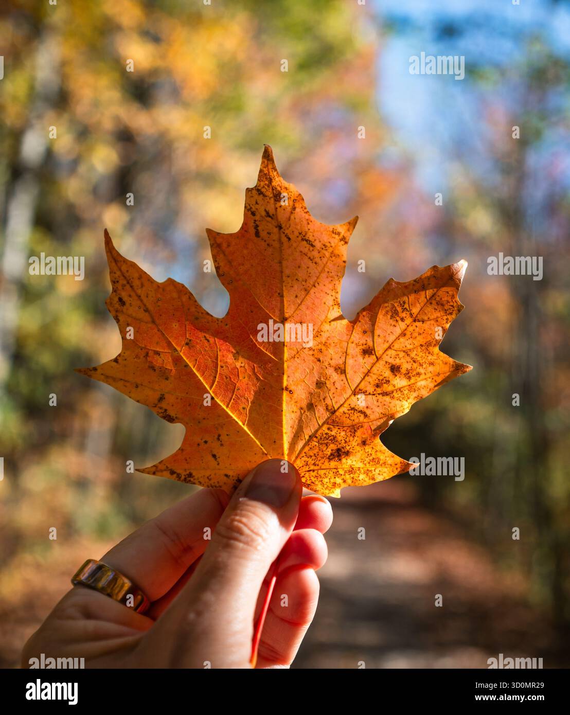 Gros plan de la main tenant la feuille d'orange dans les bois le jour de l'automne. Banque D'Images