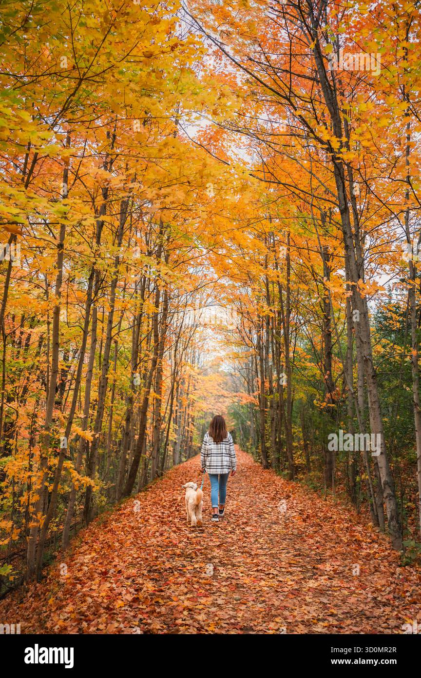 Femme et chien marchant sur le sentier boisé le jour d'automne par derrière. Banque D'Images