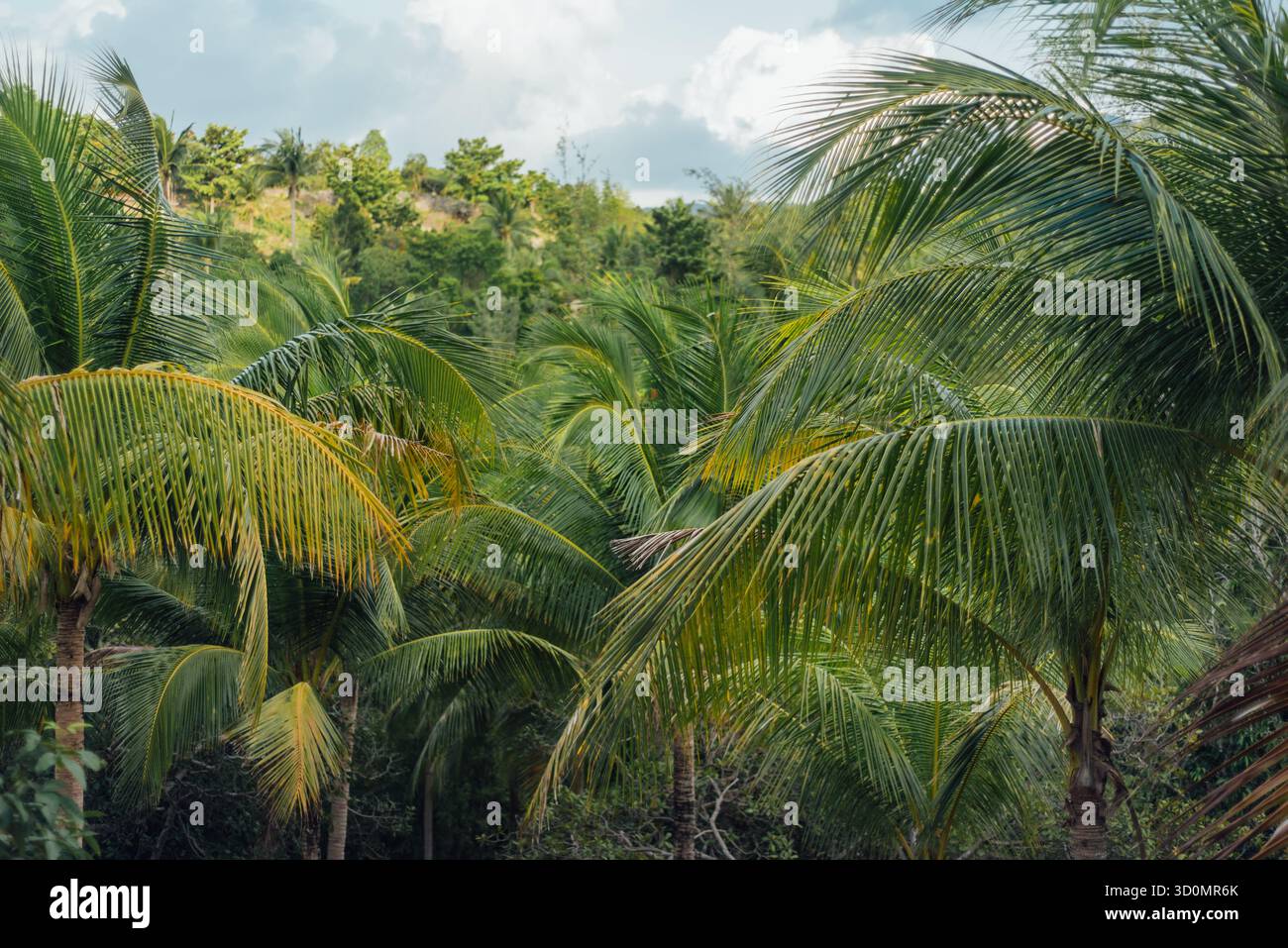 Palmeraie près de Wang SAI Waterfall, Koh Phangan, Thaïlande Banque D'Images