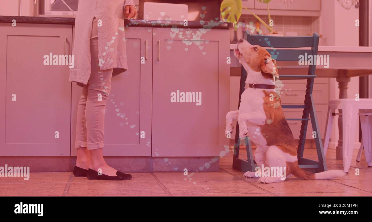 Femme à main extensible portant un cardigan nourrissant un chien tricolore dans la cuisine, avec ordinateur portable ouvert, espace de copie Banque D'Images