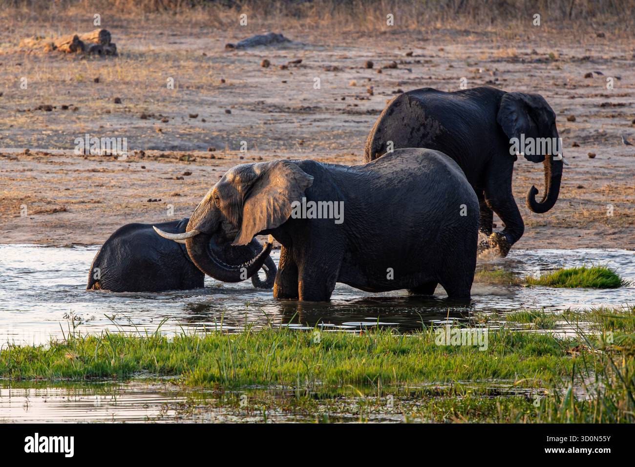 Vue d'éléphants pataugant dans l'eau peu profonde, leur peau foncée contrastant avec l'herbe vert vif, un moment serein de la faune, Masuma, Matabele Banque D'Images