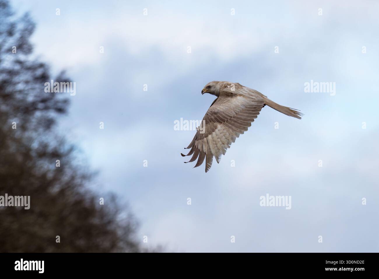 White Leucistic Red Kite - Milvus milvus, cerf-volant rouge extrêmement rare de couleur blanche considéré comme l'un des 10 dans le monde Banque D'Images