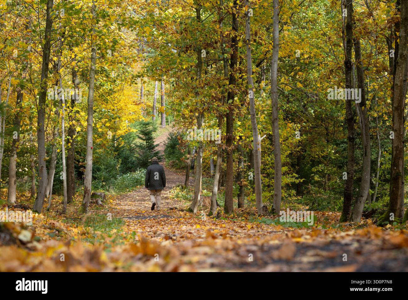 Georgenthal, Allemagne. 24 octobre 2025. Un homme traverse le cimetière forestier de Georgenthal en automne. Depuis cette année, le cimetière forestier offre aux intéressés un lieu de repos final naturel avec une tombe en urne dans la forêt de Thuringe. Crédit : Michael Reichel/dpa/Alamy Live News Banque D'Images