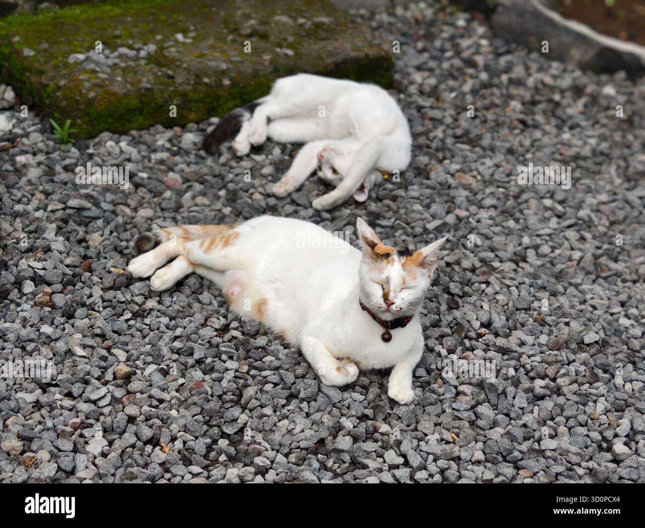Deux races de chats domestiqués se relaxant sur un lit de gravier Banque D'Images