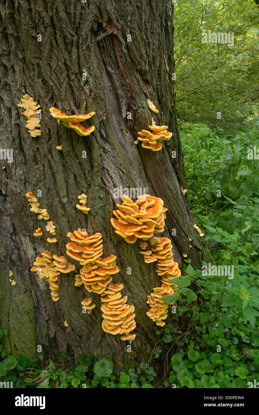 Poulet mature des grappes de champignons des bois sur un grand tronc d'arbre dans une forêt verte, Tata, Hongrie. Banque D'Images