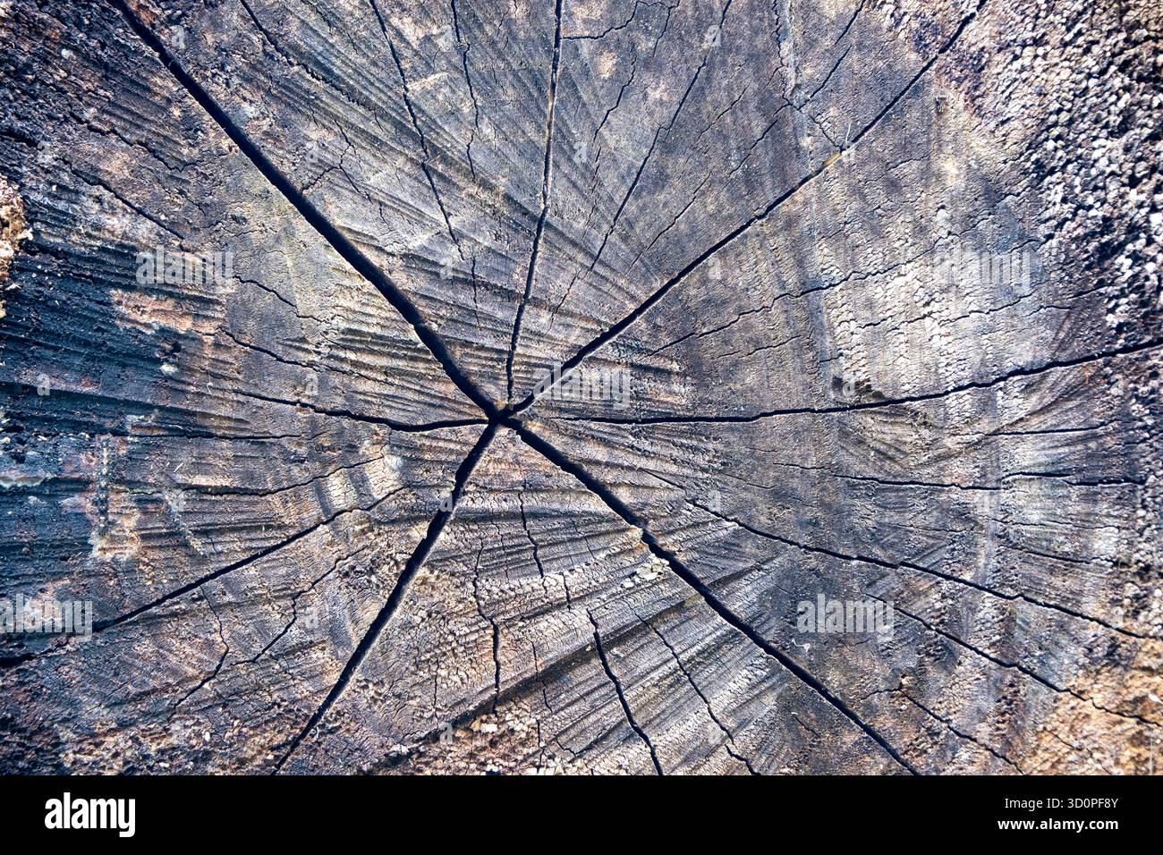 Gros plan extrême d'une extrémité grise altérée montrant des fissures radiales profondes et une texture rugueuse. Banque D'Images