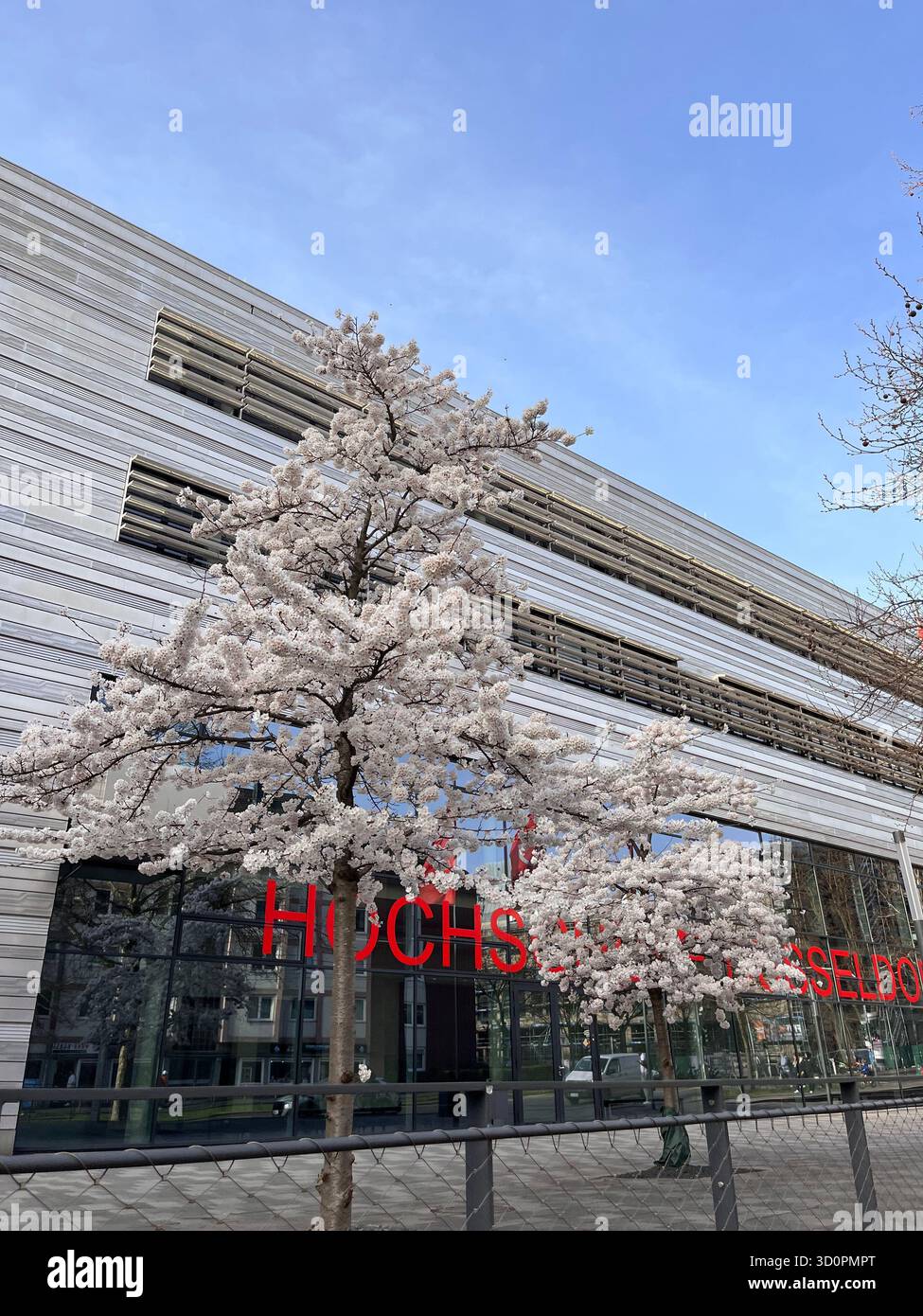 Cerisier de printemps en fleurs devant un immeuble de bureaux moderne à Düsseldorf, en Allemagne, sous un ciel bleu clair - Image de stock capturée avec un smartphone