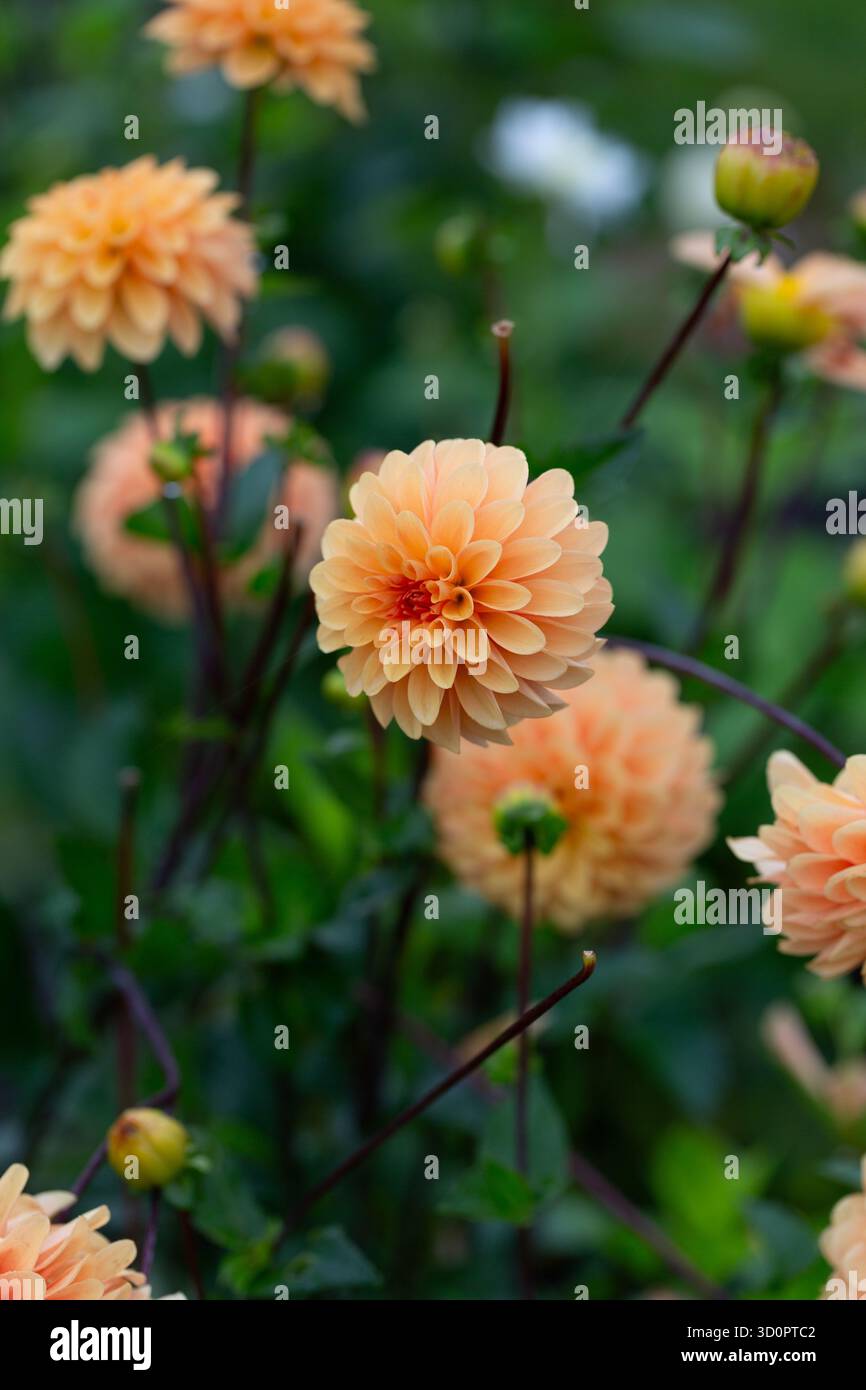 Fleurs de dahlia en fleurs en octobre Banque D'Images