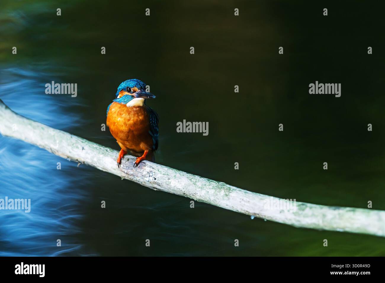 Un martin-pêcheur commun (Alcedo atthis) se trouve gracieusement sur une branche au-dessus de l'eau, son plumage bleu vif et orange reflété dans la rivière calme ci-dessous Banque D'Images