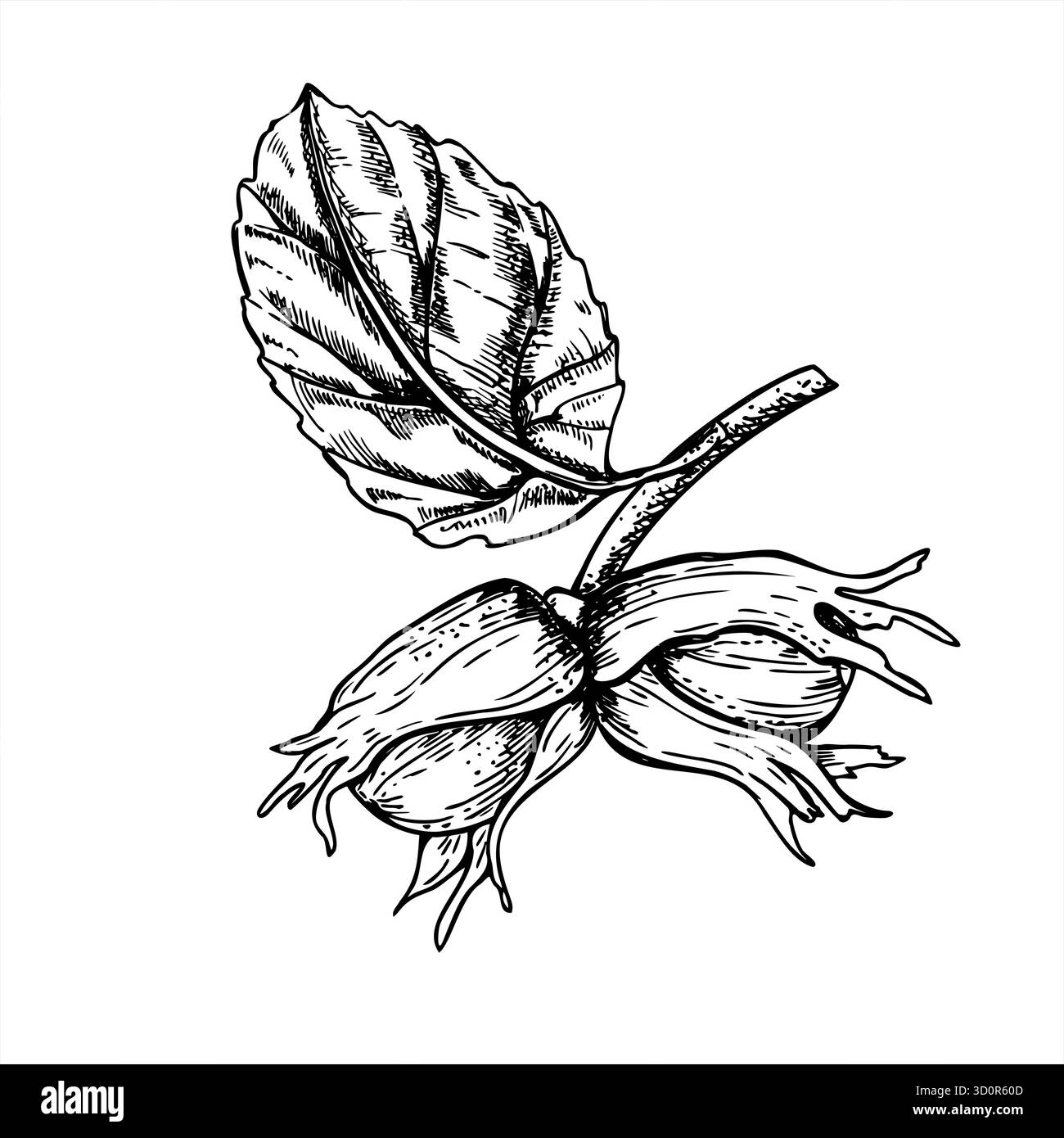 Noisettes en croissance sur la branche avec illustration vectorielle monochrome de feuille peinte par des encres noires. Dessin par gravure d'écrous de maturation. Illustration de Vecteur