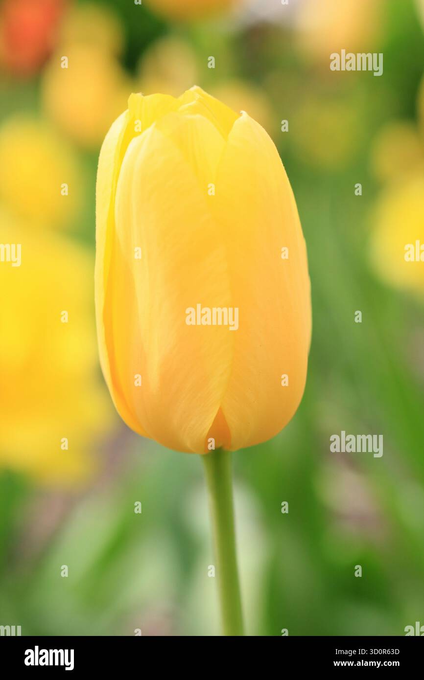 Tulipa Big Smile. Tulip Big Smile affichant de grandes fleurs jaunes fortes caractéristiques au printemps. Banque D'Images