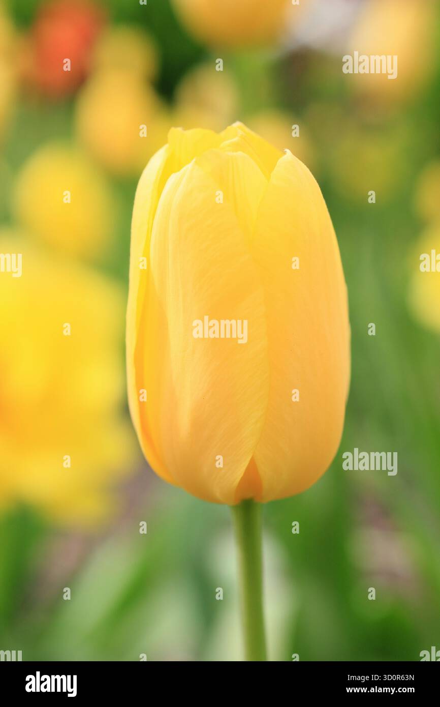 Tulipa Big Smile. Tulip Big Smile affichant de grandes fleurs jaunes fortes caractéristiques au printemps. Banque D'Images