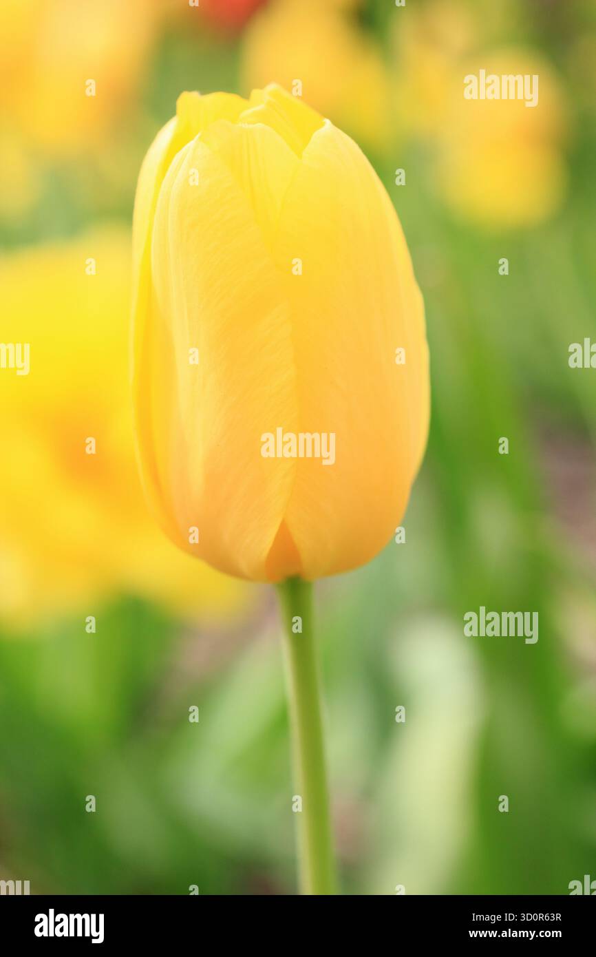 Tulipa Big Smile. Tulip Big Smile affichant de grandes fleurs jaunes fortes caractéristiques au printemps. Banque D'Images