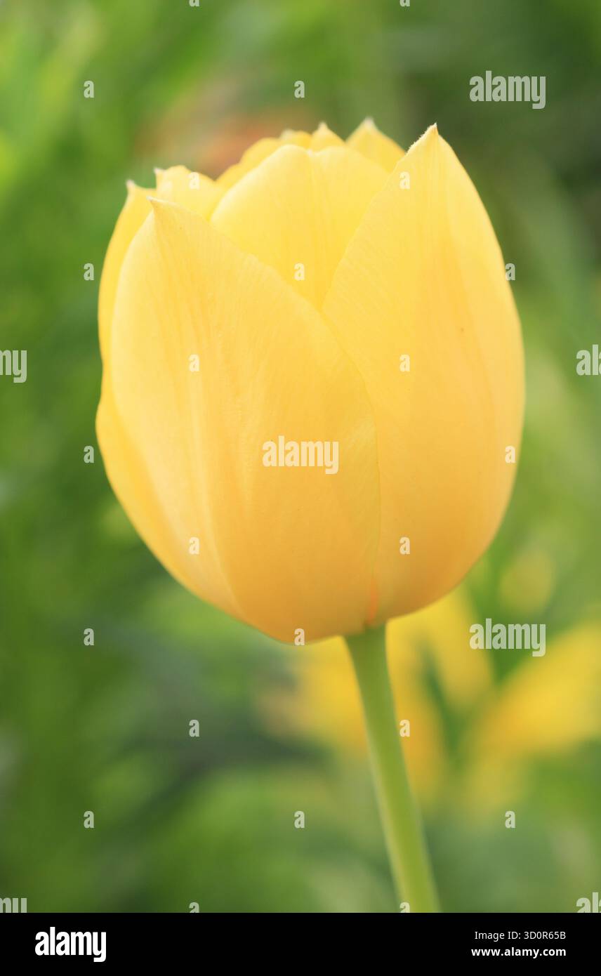 Tulipa Big Smile. Tulip Big Smile affichant de grandes fleurs jaunes fortes caractéristiques au printemps. Banque D'Images