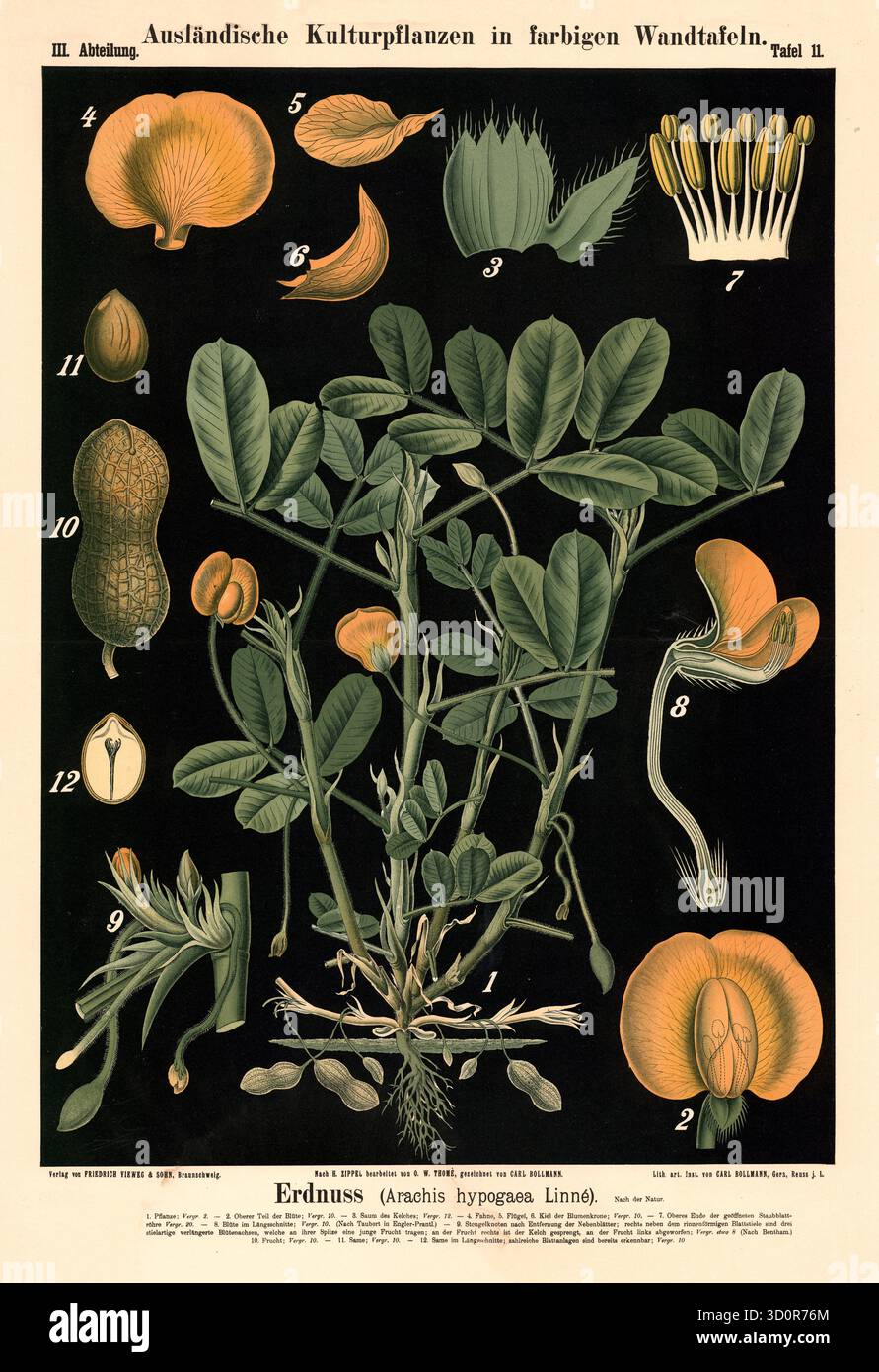 Kulturpflanze, Erdnuß, Arachis hypogaea, illustration von Carl Bollmann, reproduction von einer Vorlage aus dem 19. Jahrhundert. Authentisch, Datei Re Banque D'Images