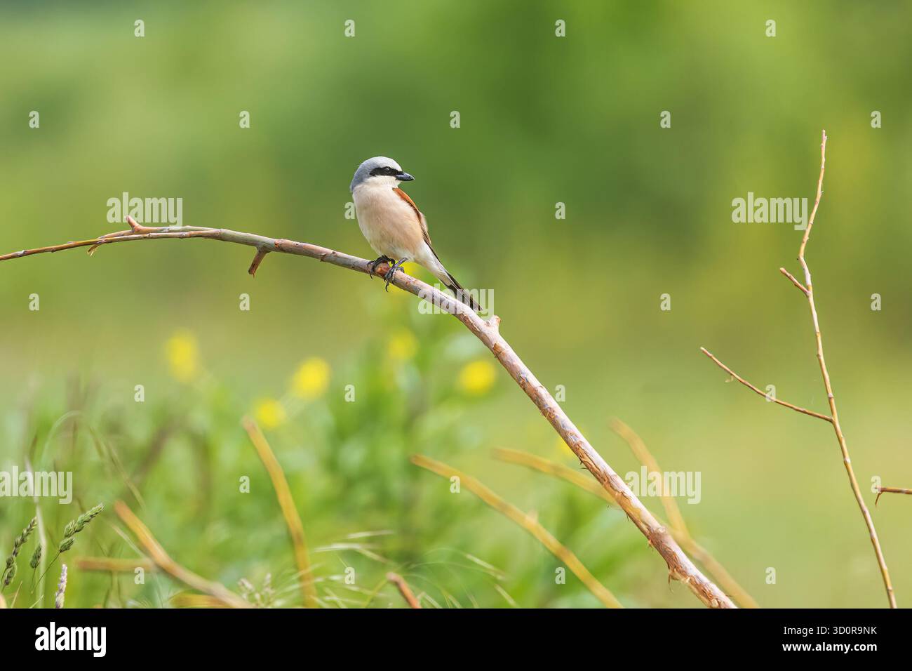 Le crevette à dos rouge (Lanius collurio) est un passereau carnivore Banque D'Images