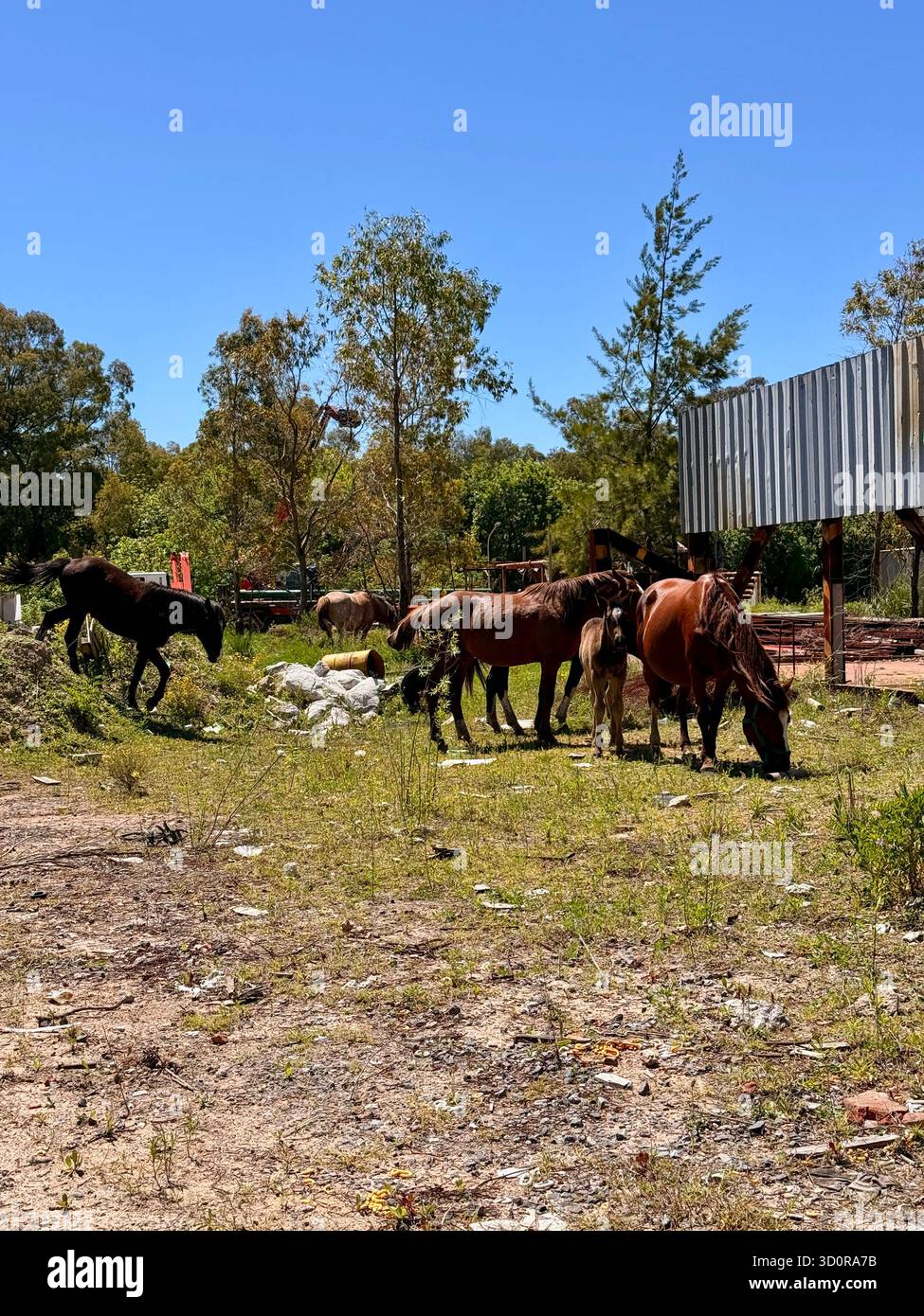 Groupe de chevaux paissant sur un terrain industriel abandonné sous ciel bleu clair - Image de stock capturée avec un smartphone