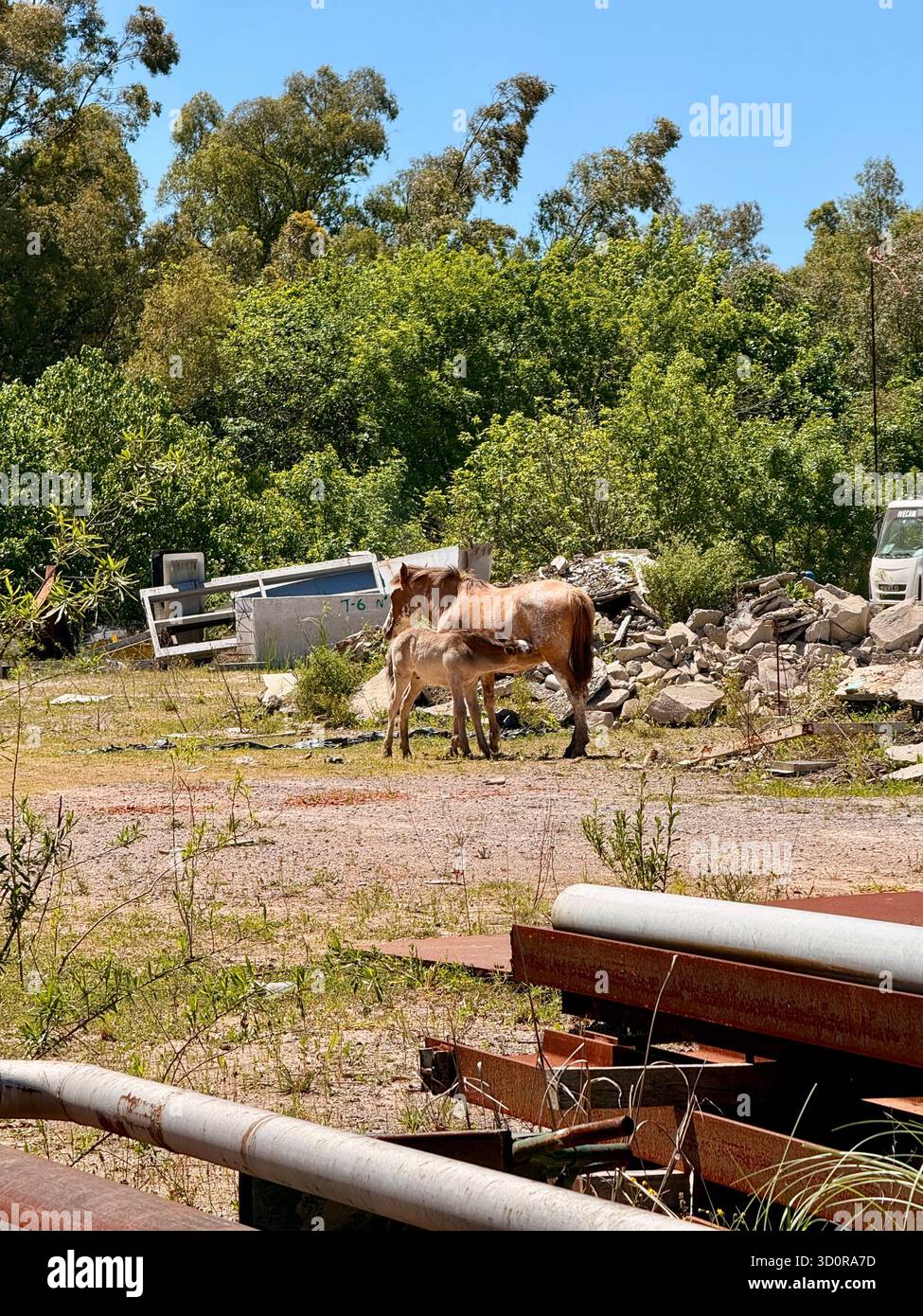 Groupe de chevaux paissant sur un terrain industriel abandonné sous ciel bleu clair - Image de stock capturée avec un smartphone