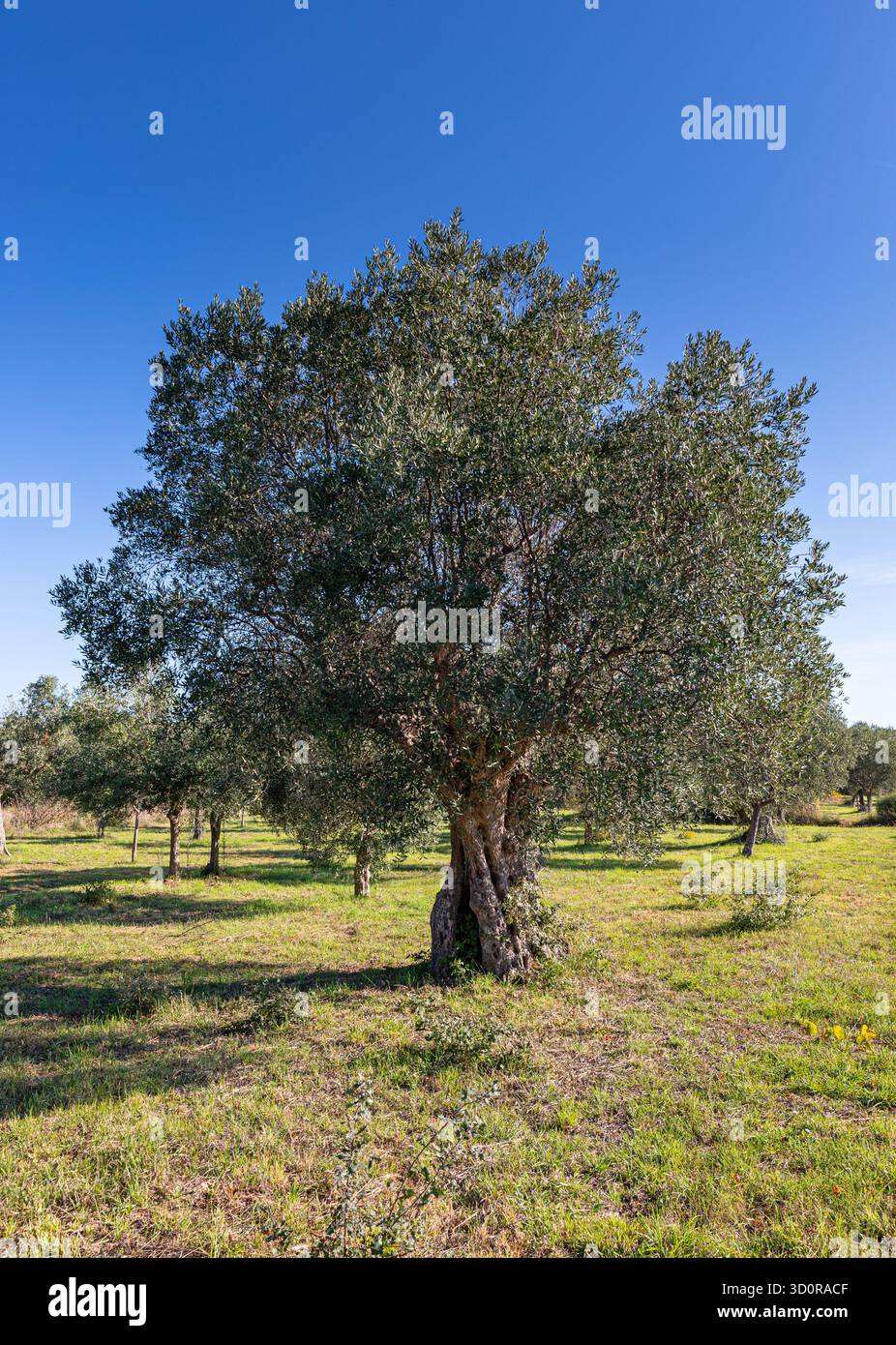 Olivier en Istrie, Croatie Banque D'Images