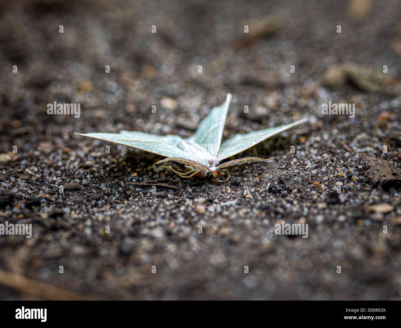 Moth d'émeraude clair (Campaea margaritaria) reposant sur le sol, bois de Boulogne, Paris. Macro d'un papillon Geometrid. Banque D'Images