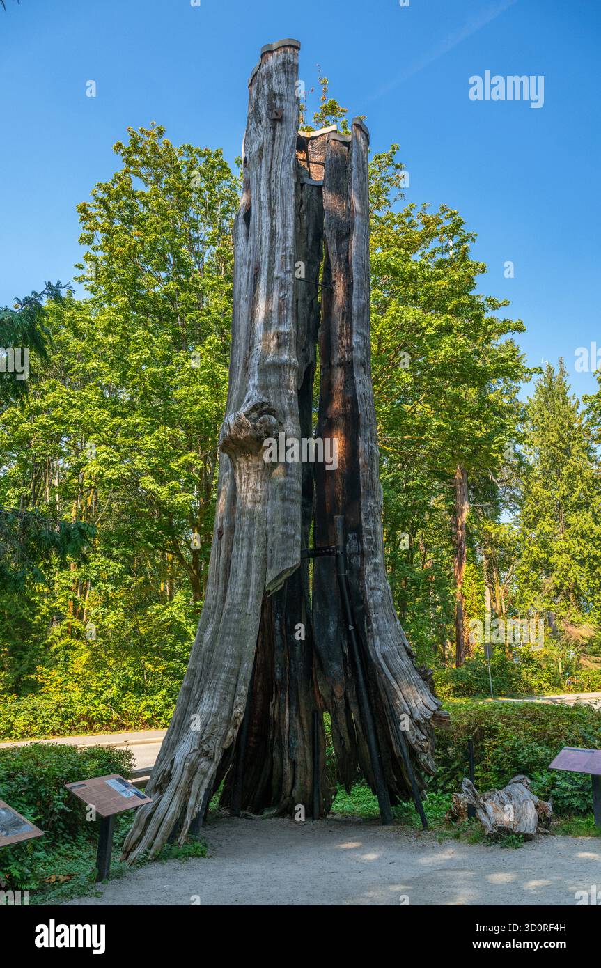 The Hollow Tree, Stanley Park, Vancouver, Colombie-Britannique, Canada Banque D'Images