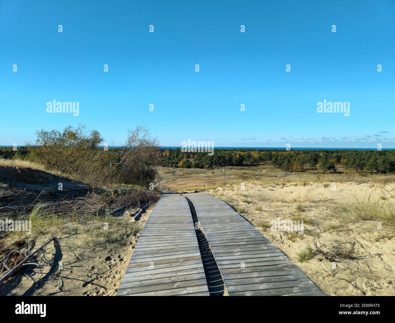 Sentier de promenade en bois à travers les dunes de sable de la pointe de Curonian, Lituanie Banque D'Images