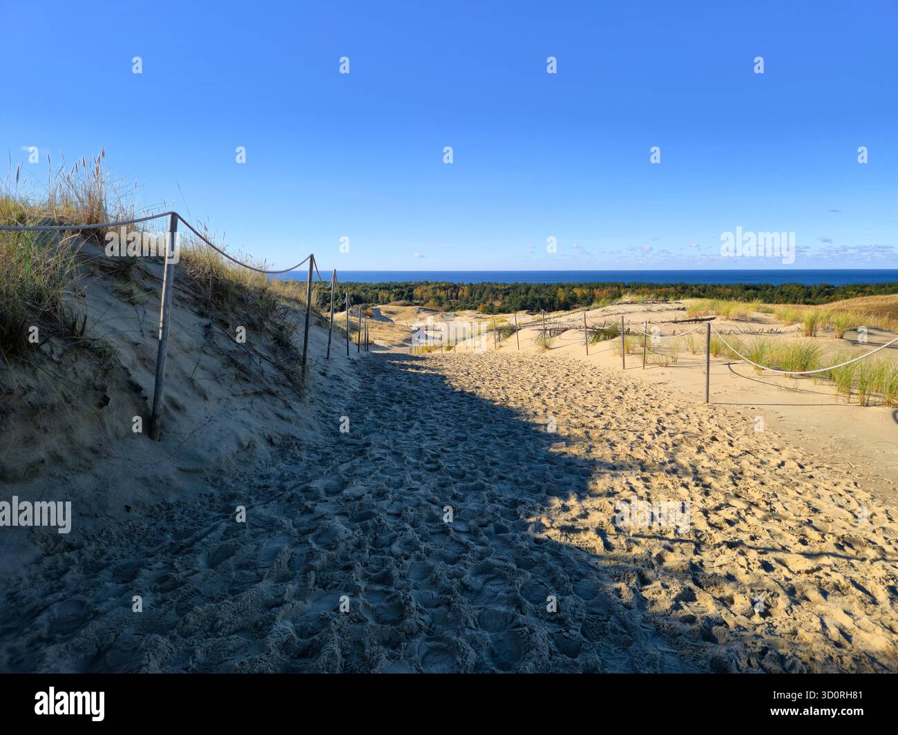 Sentier de randonnée à travers les dunes de sable jusqu'à la mer Baltique sur l'axe de Curonian, Lituanie Banque D'Images