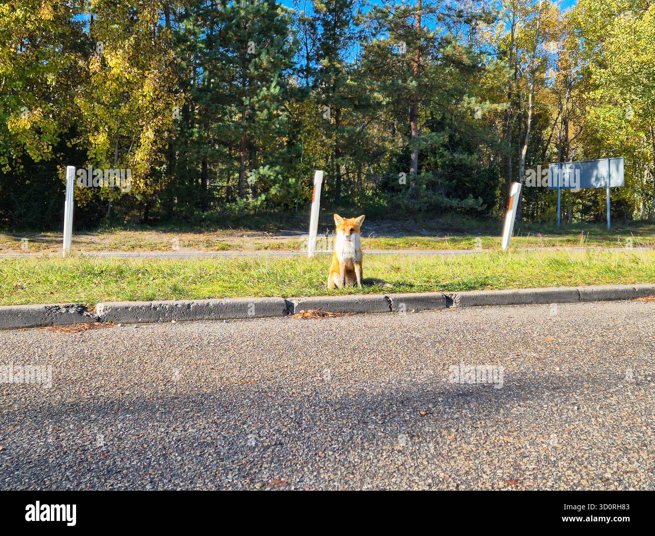 Un curieux renard roux (Vulpes vulpes) est assis patiemment sur le bord herbeux au bord d'une route sur l'Spit de Courlande en Lituanie Banque D'Images