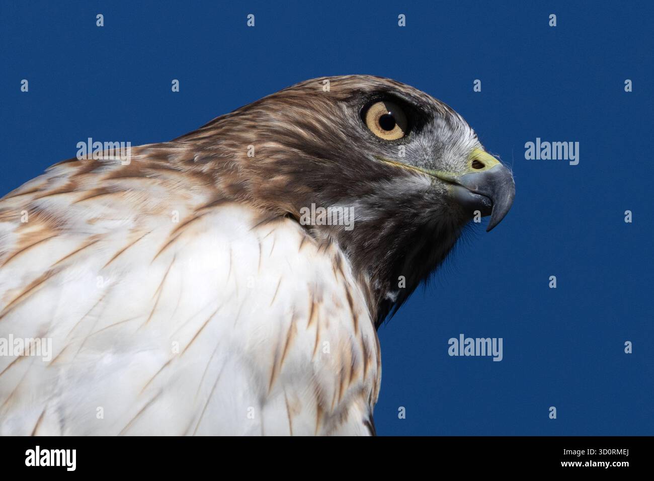 Gros plan de Red-Tailed Hawk contre Clear Blue Sky Banque D'Images