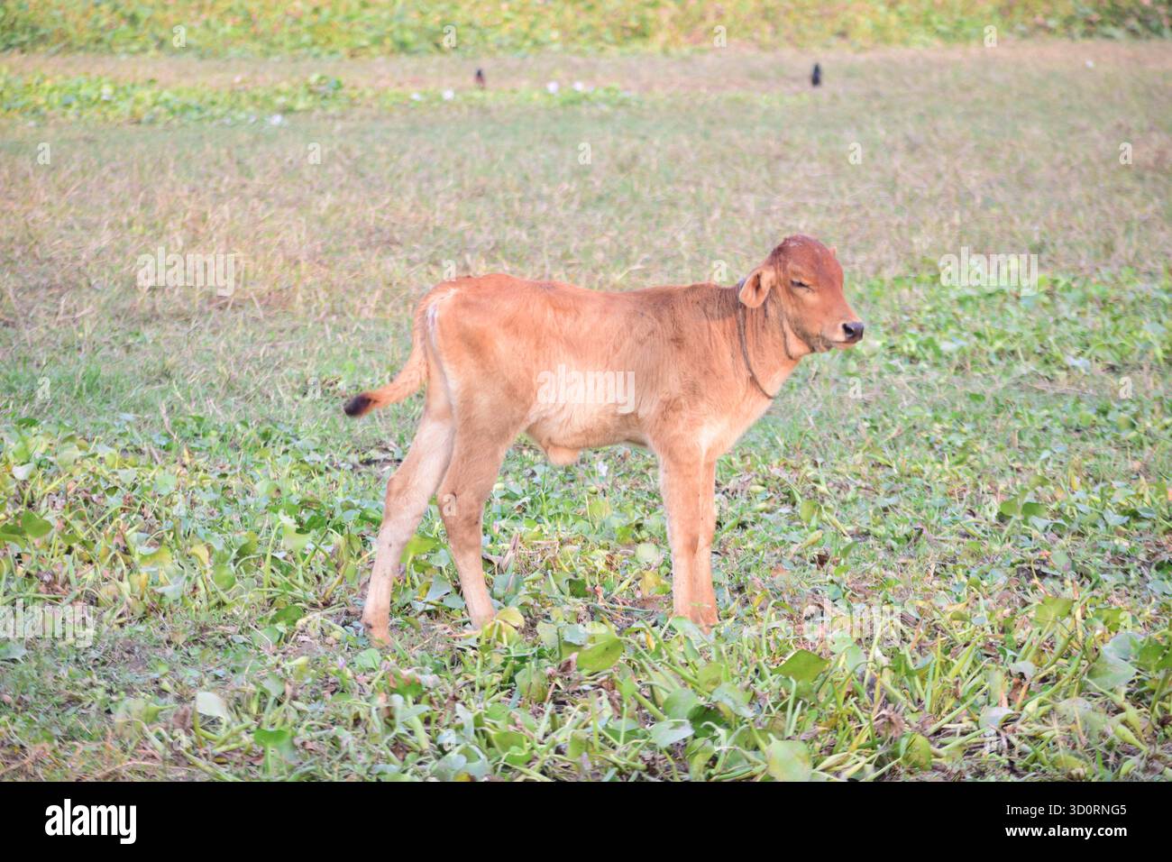 Vache - symbole doux de la vie rurale et de l'harmonie agricole Banque D'Images