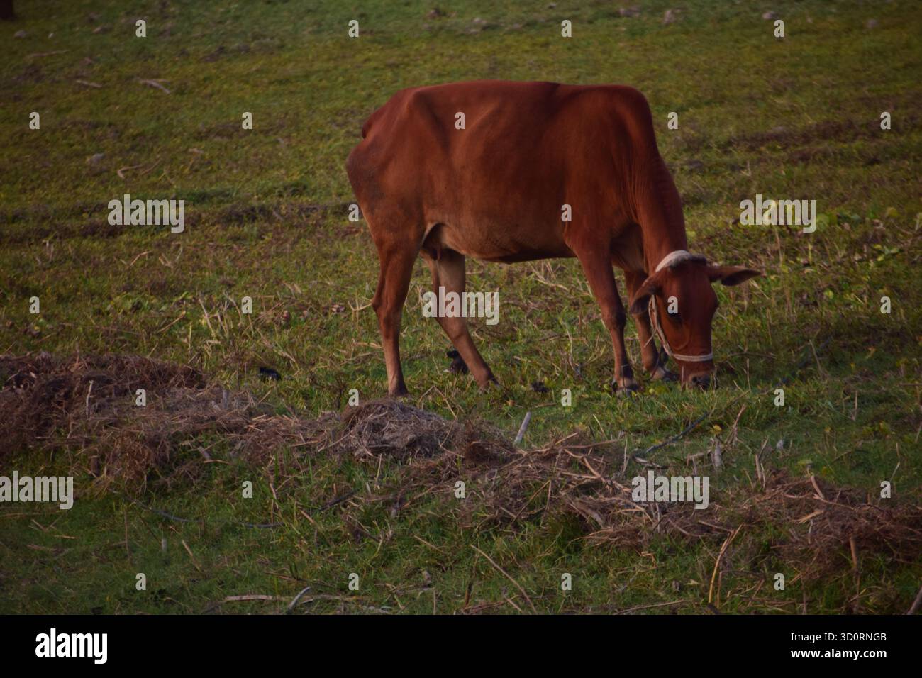 Vache - symbole doux de la vie rurale et de l'harmonie agricole Banque D'Images