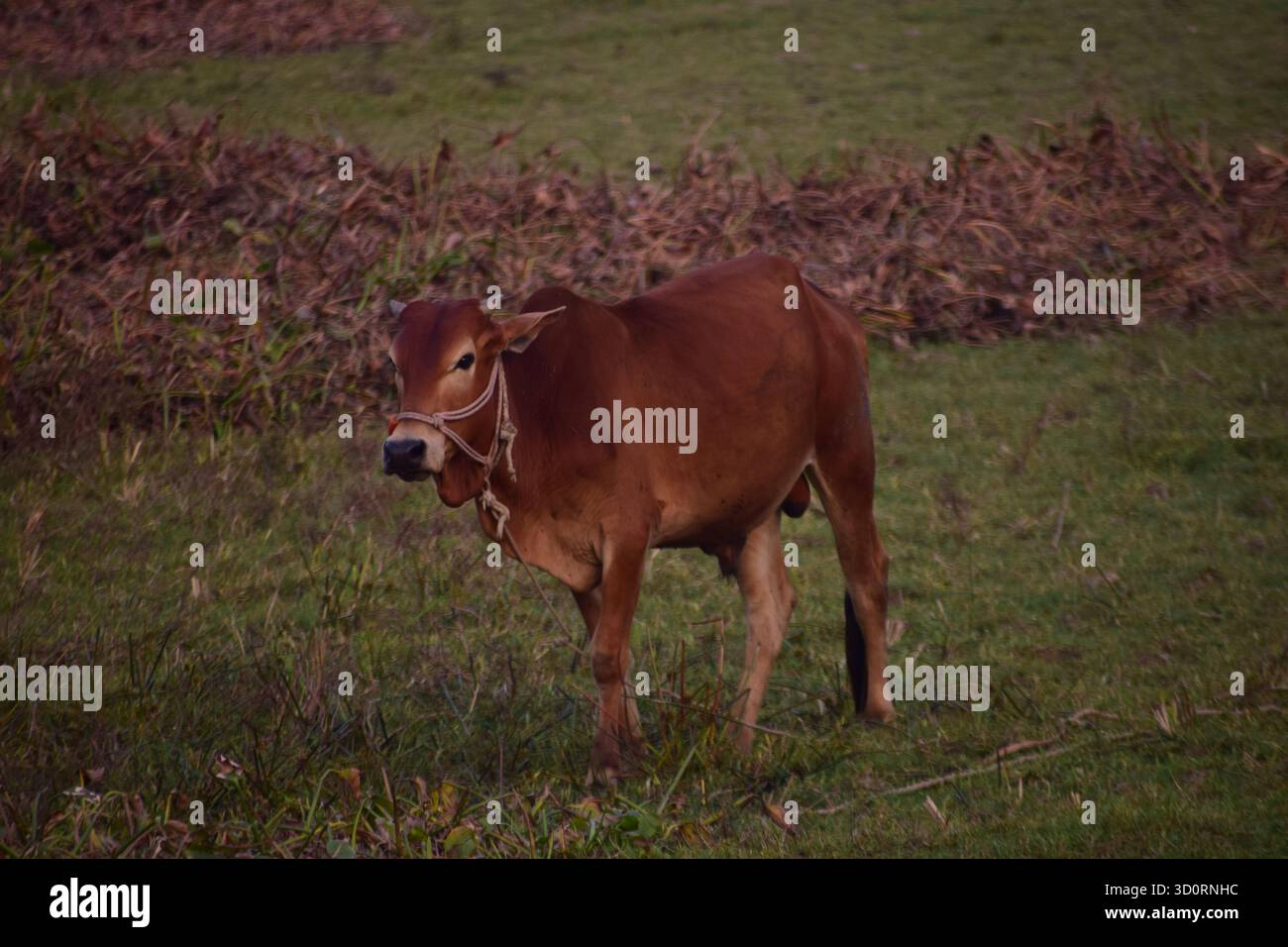 Vache - symbole doux de la vie rurale et de l'harmonie agricole Banque D'Images