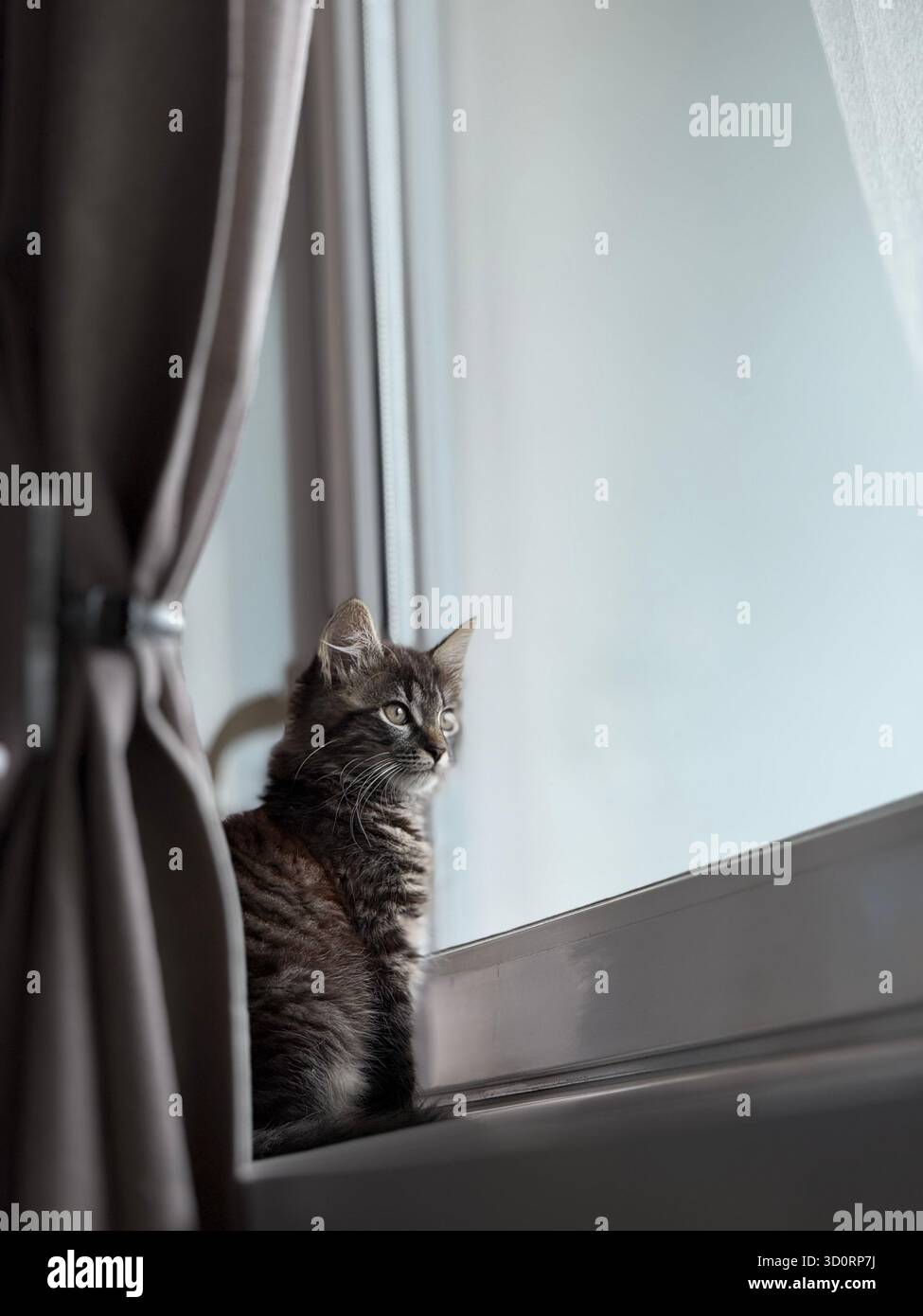 chat doux, chaton gris, chat, chaton Banque D'Images