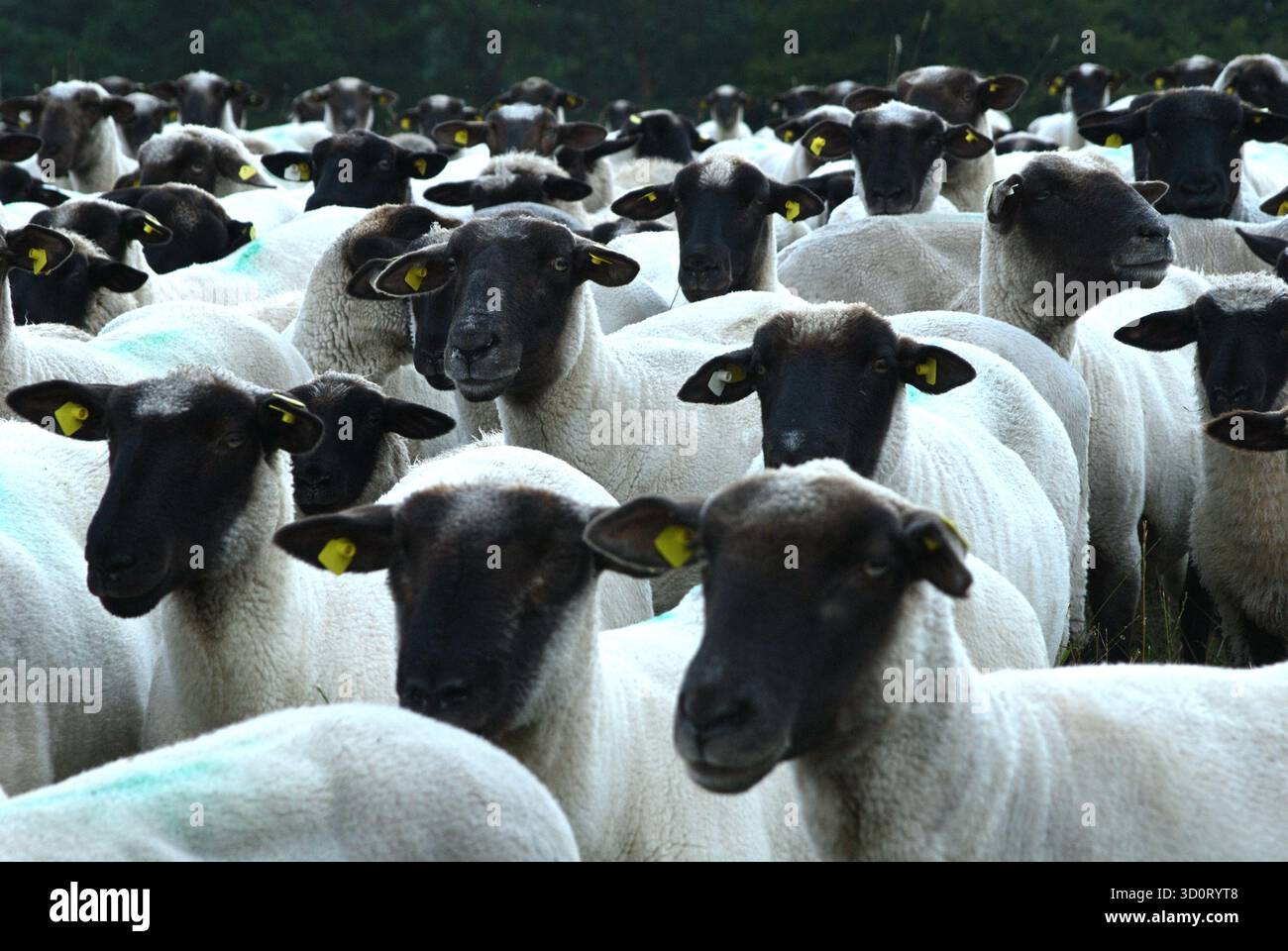 Un grand troupeau dense de moutons à face noire (moutons du Suffolk) dans un pâturage, avec de nombreux animaux regardant curieusement la caméra. Banque D'Images