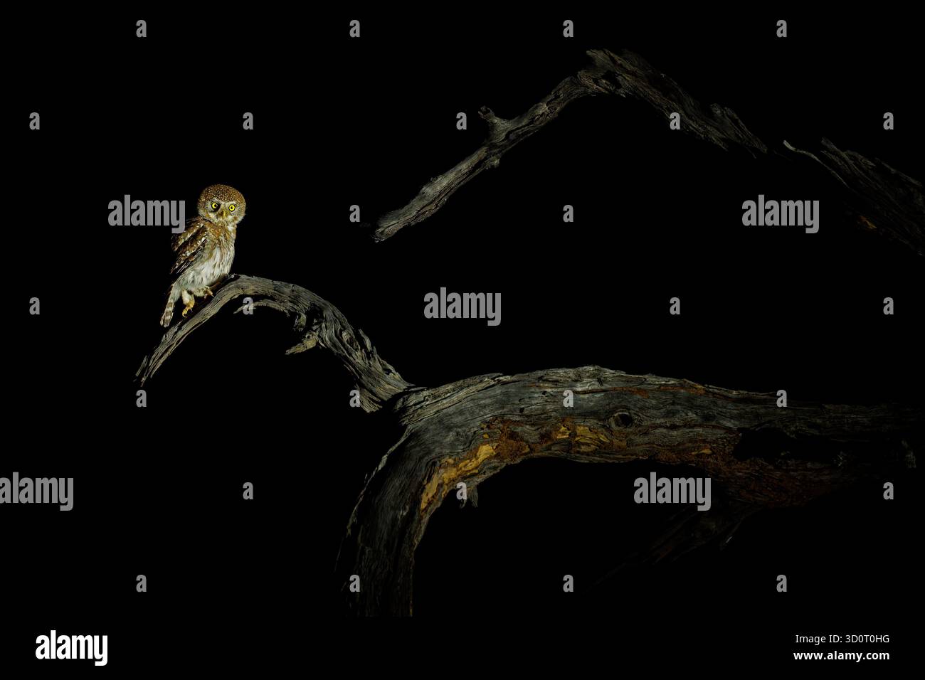 Chouette à taches nacrées - Glaucidium perlatum petit oiseau de proie en Afrique subsaharienne, genre Glaucidium ou chouette pygmée, l'un des plus petits hiboux d'Afrique Banque D'Images