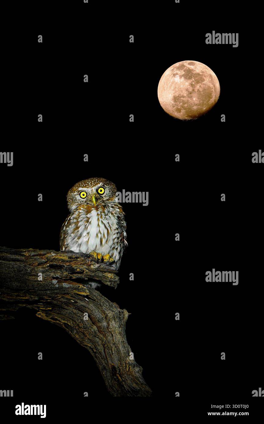 Chouette à taches nacrées - Glaucidium perlatum petit oiseau de proie en Afrique subsaharienne, genre Glaucidium ou chouette pygmée, l'un des plus petits hiboux d'Afrique Banque D'Images