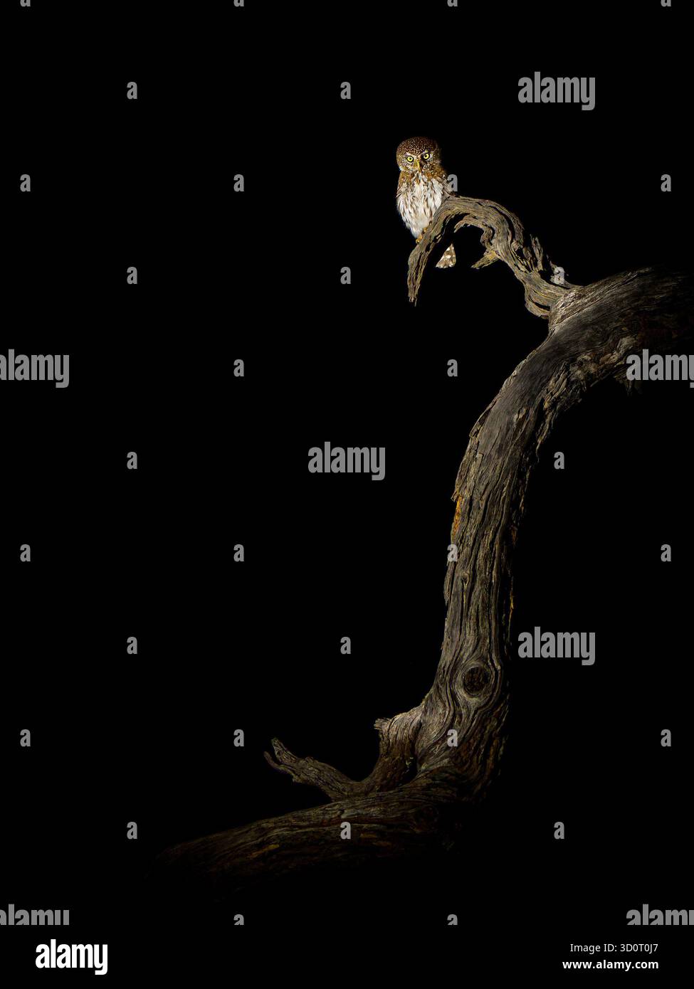 Chouette à taches nacrées - Glaucidium perlatum petit oiseau de proie en Afrique subsaharienne, genre Glaucidium ou chouette pygmée, l'un des plus petits hiboux d'Afrique Banque D'Images