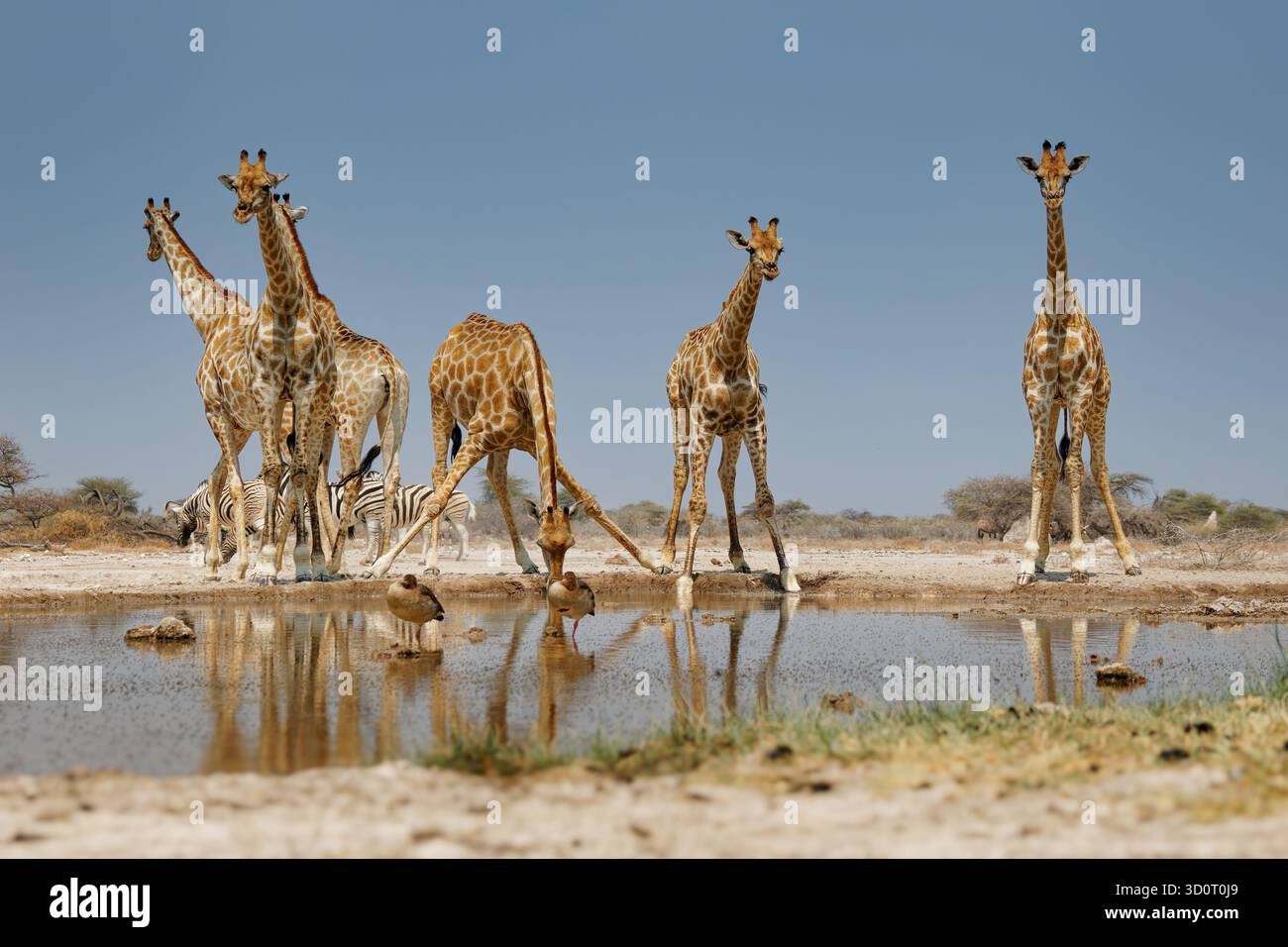 Girafe angolaise ou namibienne ou fumeuse - giraffa giraffa angolensis, anciennement Giraffa camelopardalis angolensis, sous-espèce de girafe du Sud trouvée i Banque D'Images