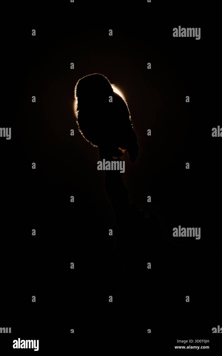 Chouette à taches nacrées - Glaucidium perlatum petit oiseau de proie en Afrique subsaharienne, genre Glaucidium ou chouette pygmée, l'un des plus petits hiboux d'Afrique Banque D'Images