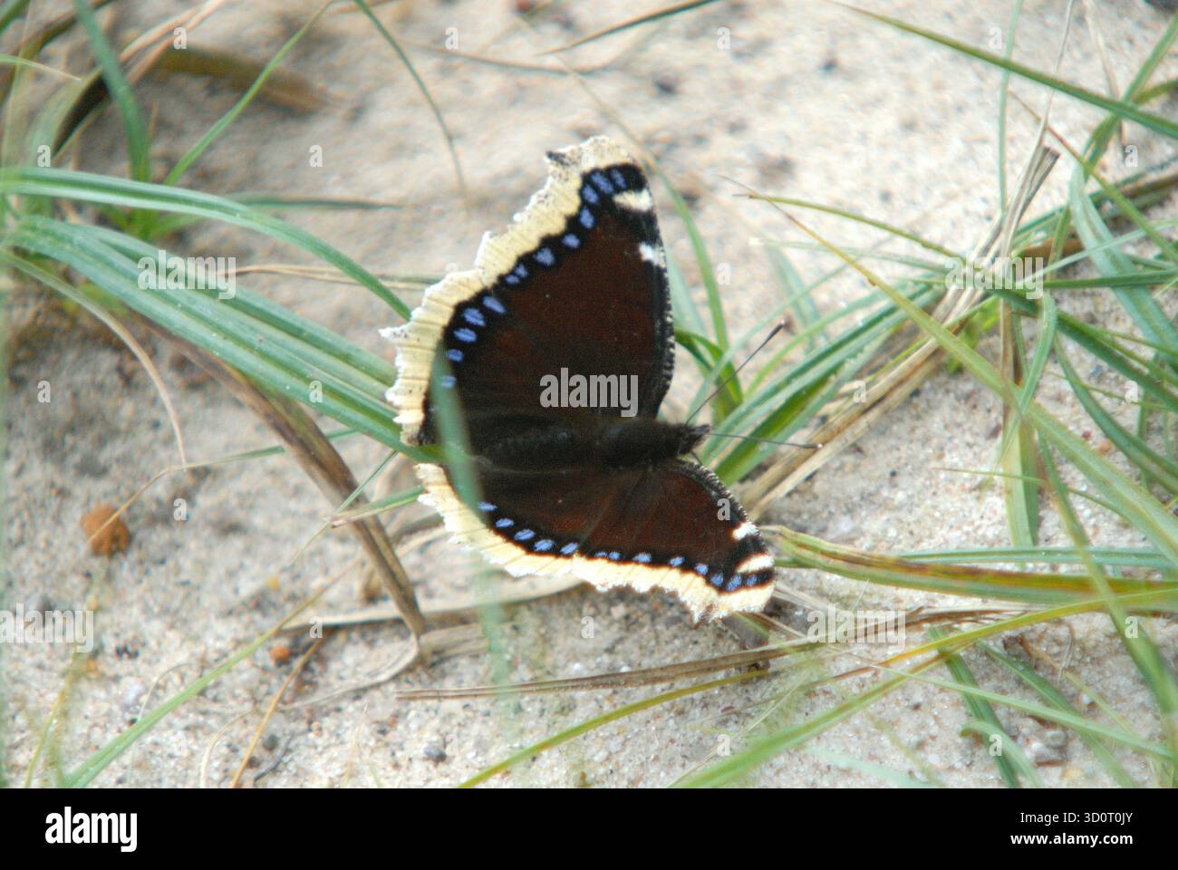 Papillon de voile de deuil dans Natural Dune Habitat Banque D'Images