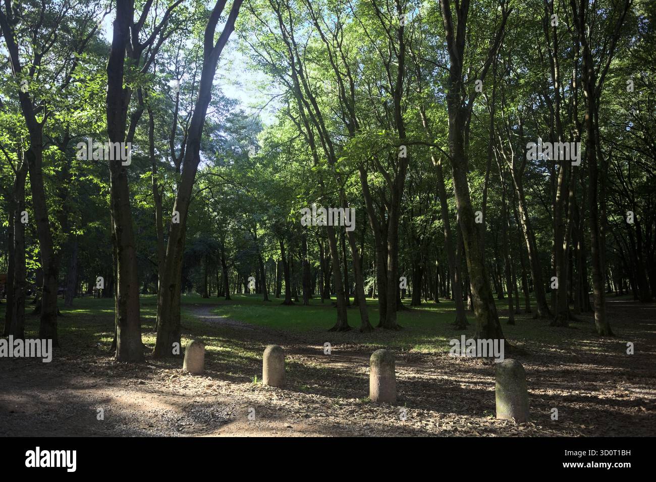 Chemin de terre partiellement à l'ombre à l'intérieur d'un parc avec des arbres voûtant dessus et des pylônes bordant une section de la route Banque D'Images