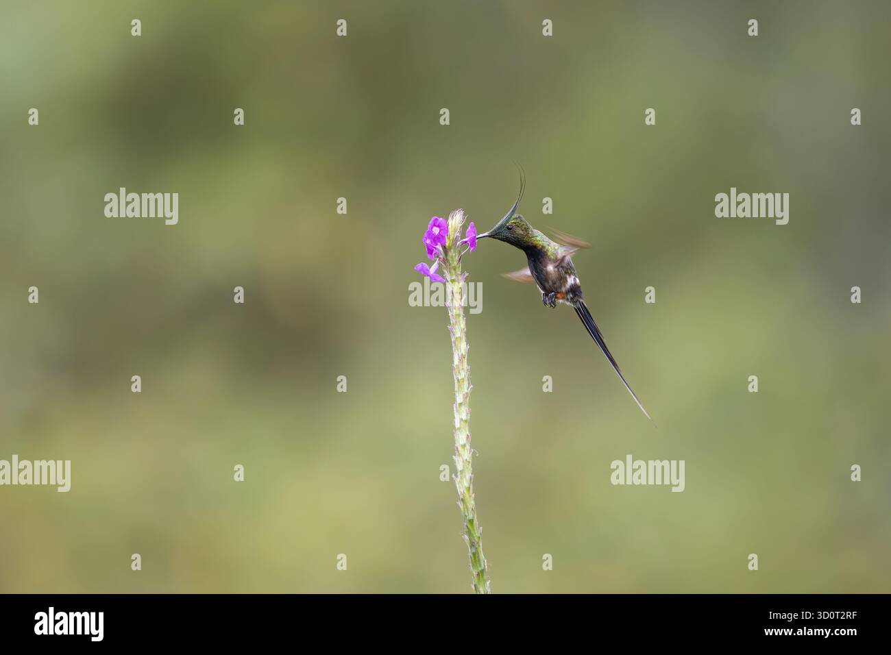 Mâle à crête grillagée (Discosura popelairii) se nourrissant d'une fleur violette à Napo, Équateur, planant dans un habitat forestier tropical. Banque D'Images