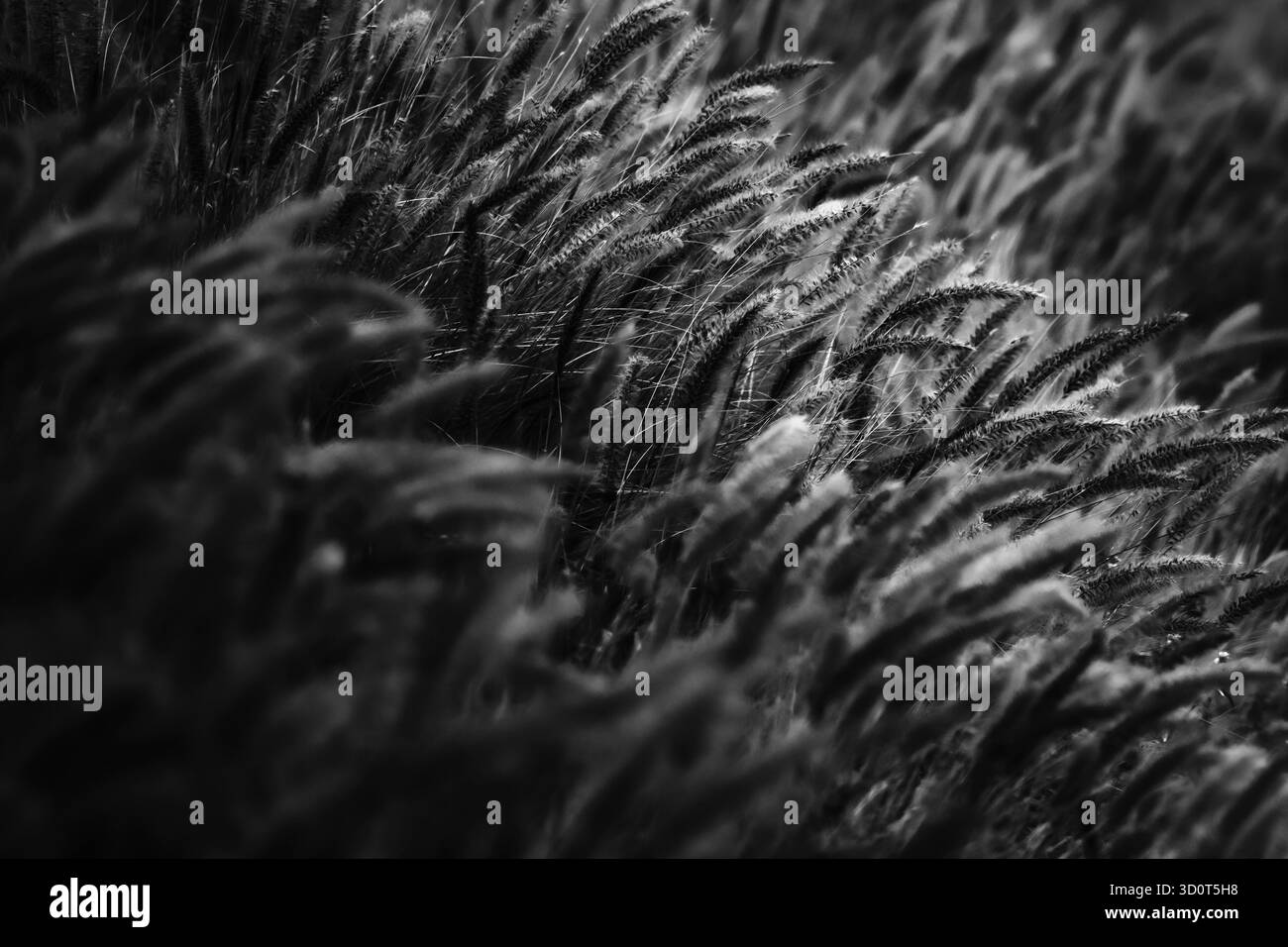 Photographie d’art noir et blanc capturant des fleurs sous forme abstraite, explorant la lumière, la texture et le ton pour révéler la géométrie tranquille de la nature. Banque D'Images